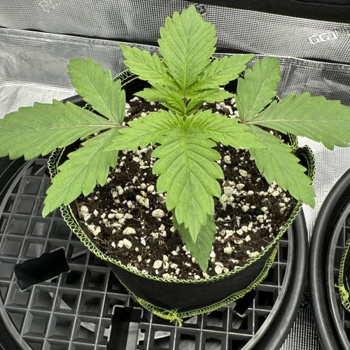 Ghost Train Haze Week 3
