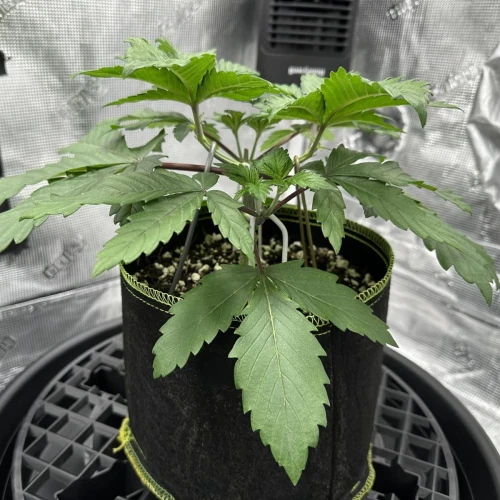 Ghost Train Haze Week 4