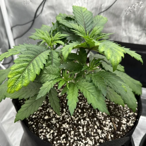 Ghost Train Haze Week 5