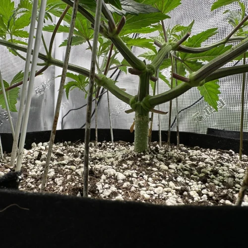Ghost Train Haze Week 6