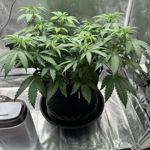 Ghost Train Haze Week 7