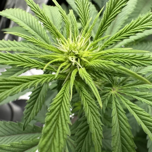 Ghost Train Haze Week 8