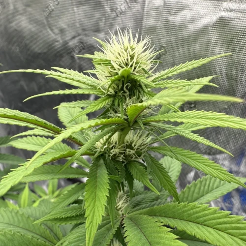 Ghost Train Haze Week 9