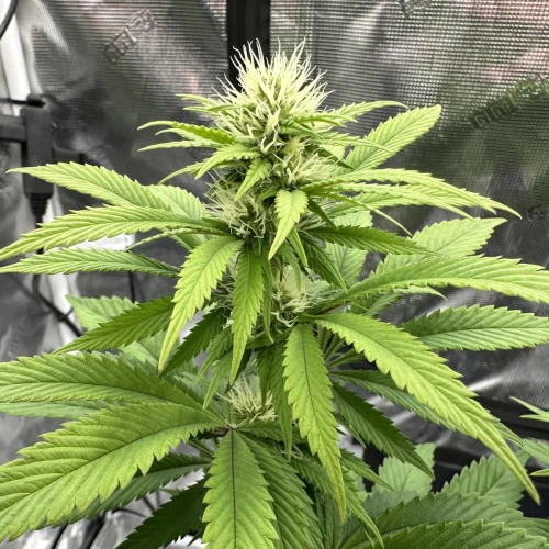 Ghost Train Haze Week 10