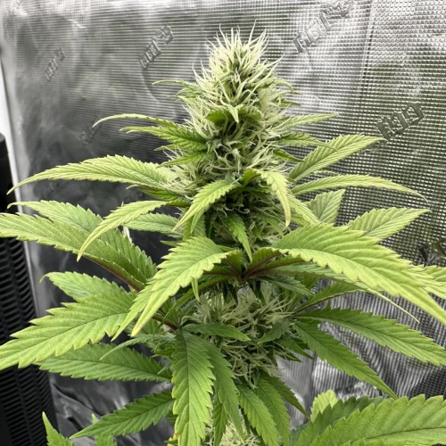 Ghost Train Haze Week 11