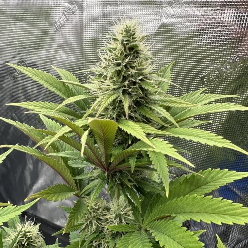Ghost Train Haze Week 12