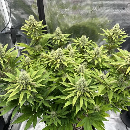 Ghost Train Haze Week 13