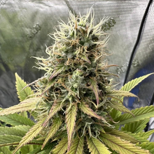 Ghost Train Haze Week 12