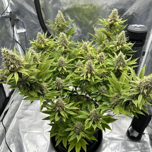 Ghost Train Haze Week 13