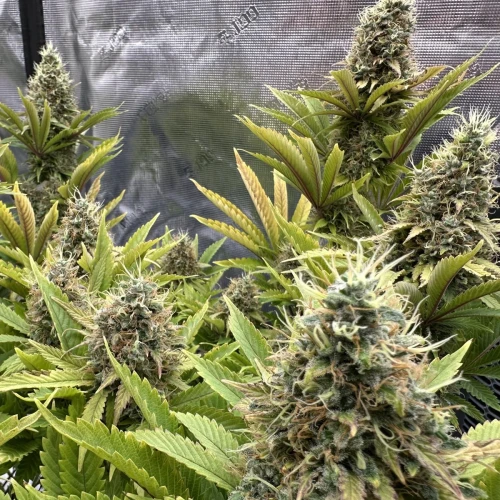 Ghost Train Haze Week 16