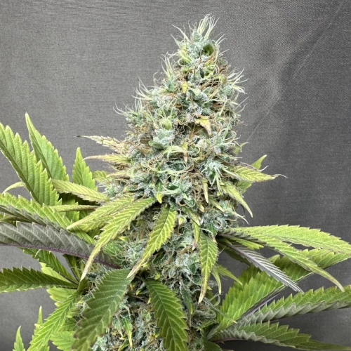 Ghost Train Haze Week 17