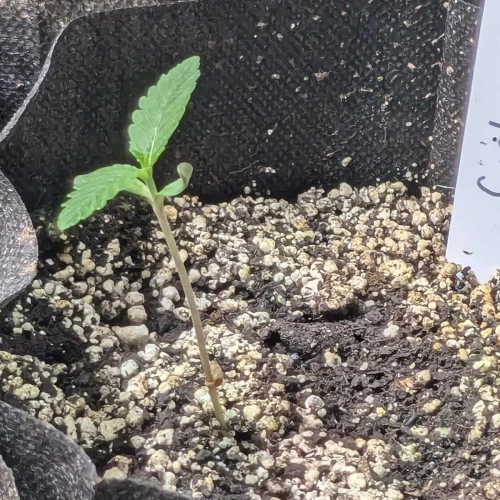 Girl Scout Cookies Week 1