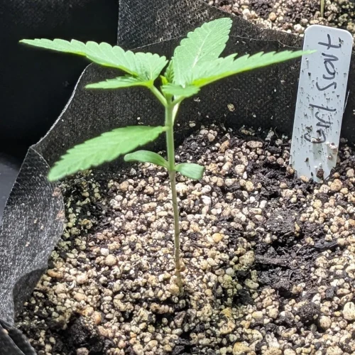 Girl Scout Cookies Week 2