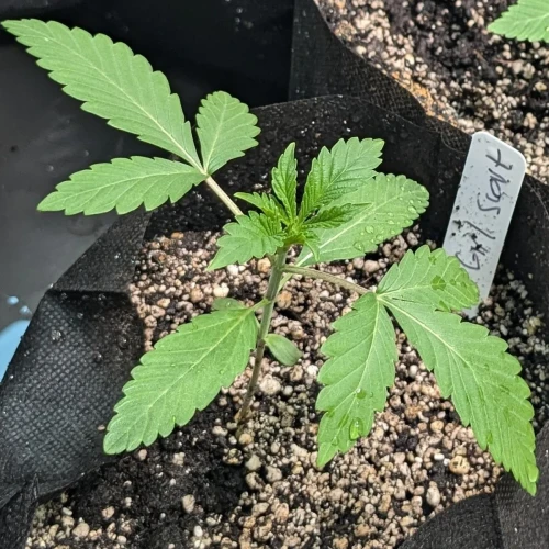 Girl Scout Cookies Week 3