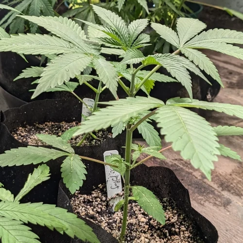 Girl Scout Cookies Week 4