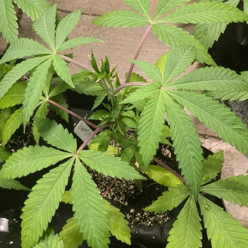 Girl Scout Cookies Week 5