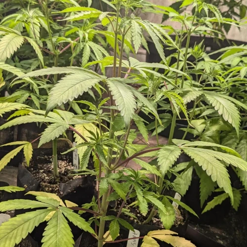 Girl Scout Cookies Week 6