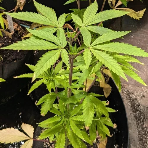 Girl Scout Cookies Week 7