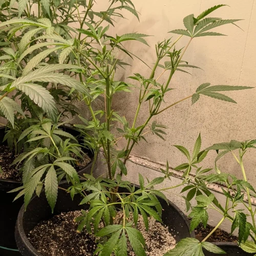 Girl Scout Cookies Week 8