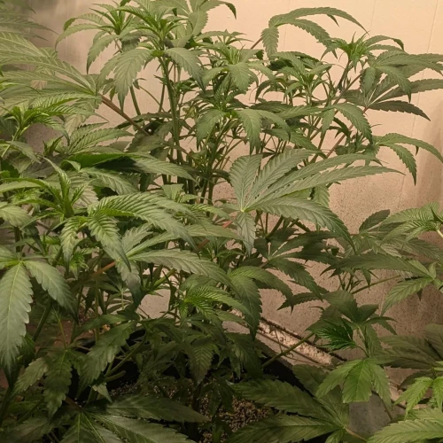 Girl Scout Cookies Week 9