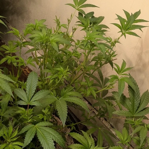 Girl Scout Cookies Week 10