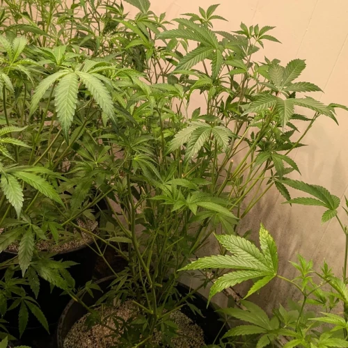 Girl Scout Cookies Week 11