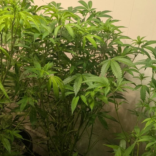 Girl Scout Cookies Week 12