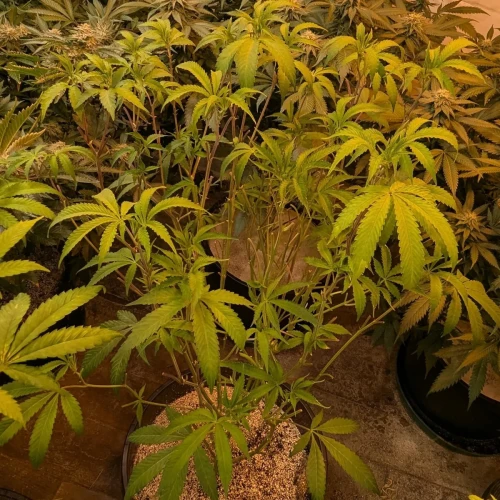 Girl Scout Cookies Week 13