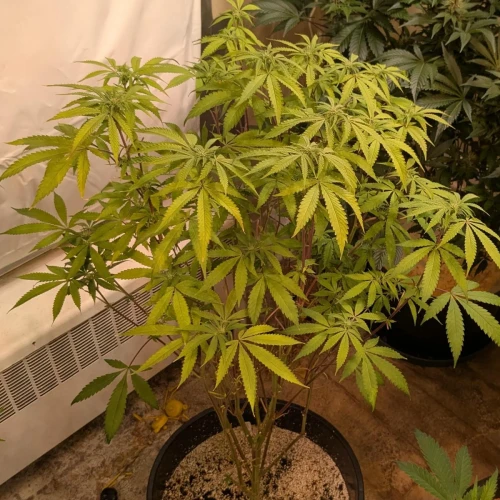 Girl Scout Cookies Week 14