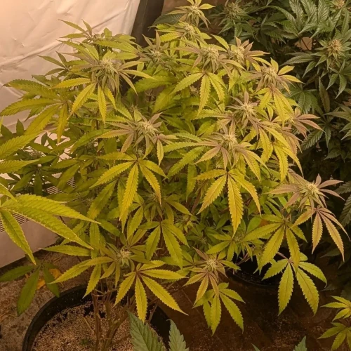 Girl Scout Cookies Week 15