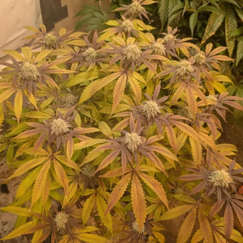 Girl Scout Cookies Week 16