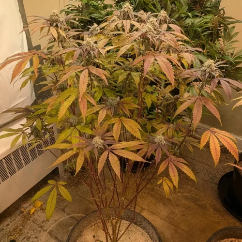 Girl Scout Cookies Week 17