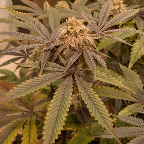 Girl Scout Cookies Week 18