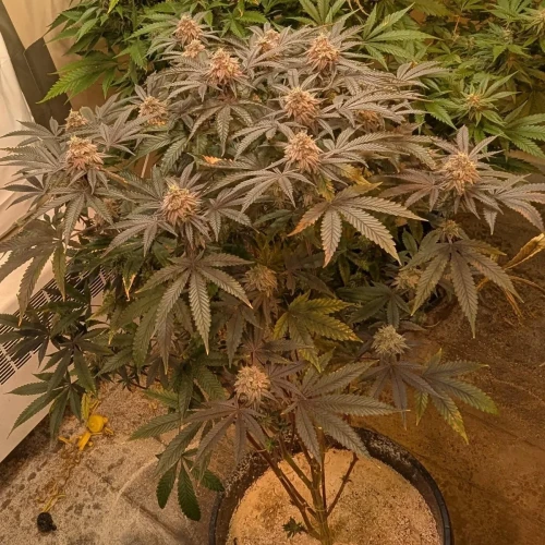 Girl Scout Cookies Week 19