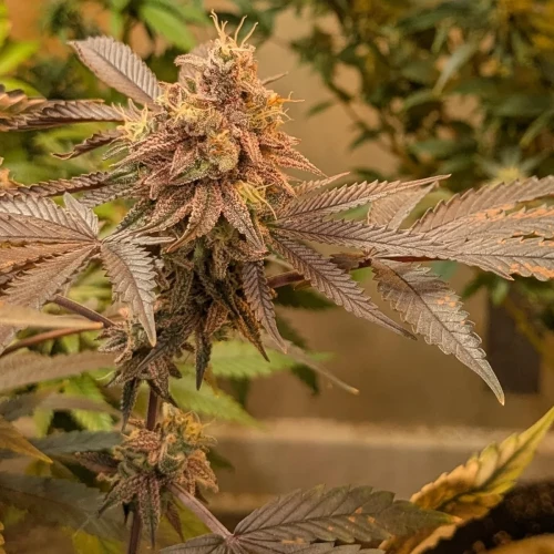 Girl Scout Cookies Week 20