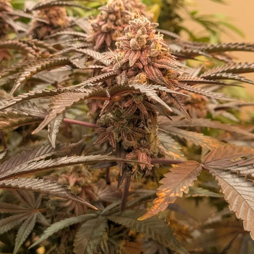 Girl Scout Cookies Week 21