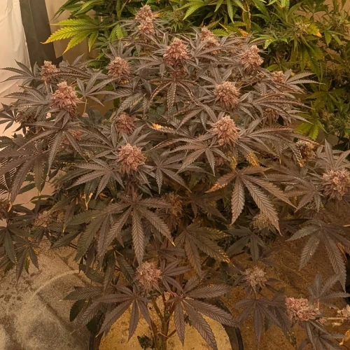 Girl Scout Cookies Week 22