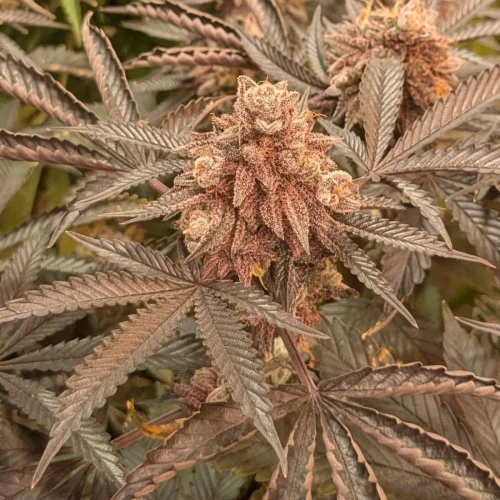 Girl Scout Cookies Week 23