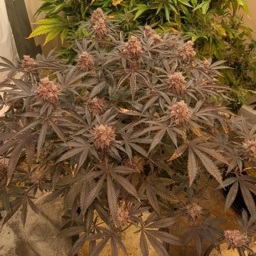 Girl Scout Cookies Week 23