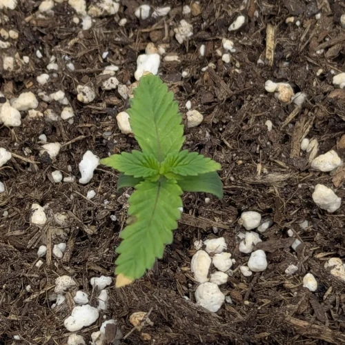 God's Gift Week 1