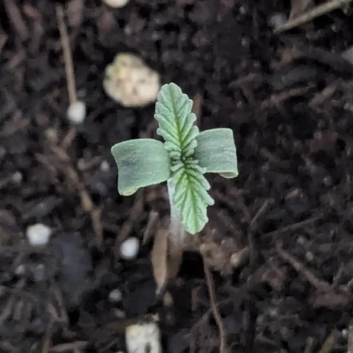 God's Gift Week 1