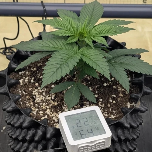 God's Gift Week 3