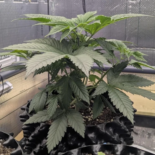 God's Gift Week 4