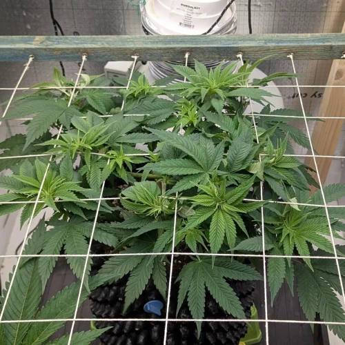 God's Gift Week 6