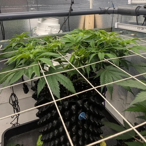 God's Gift Week 7