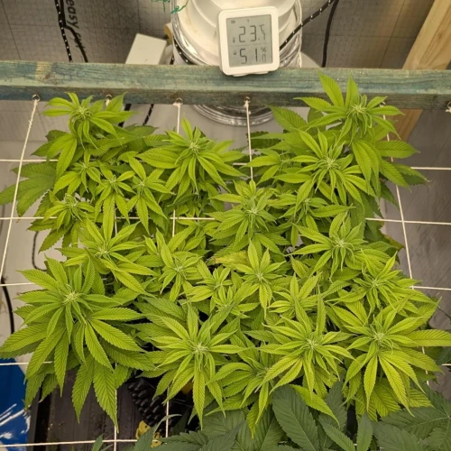 God's Gift Week 9