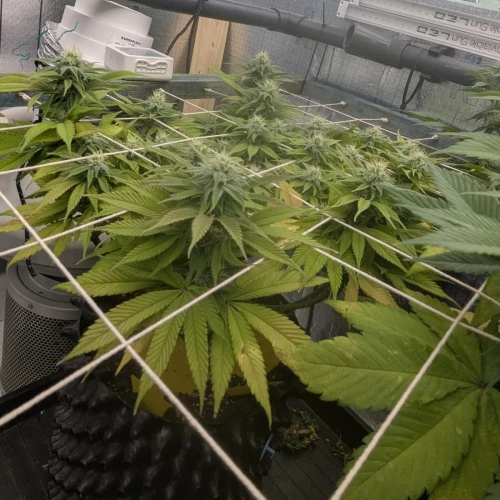 God's Gift Week 11