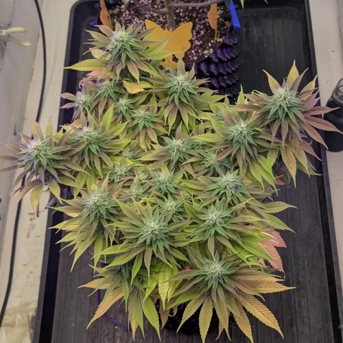 God's Gift Week 12