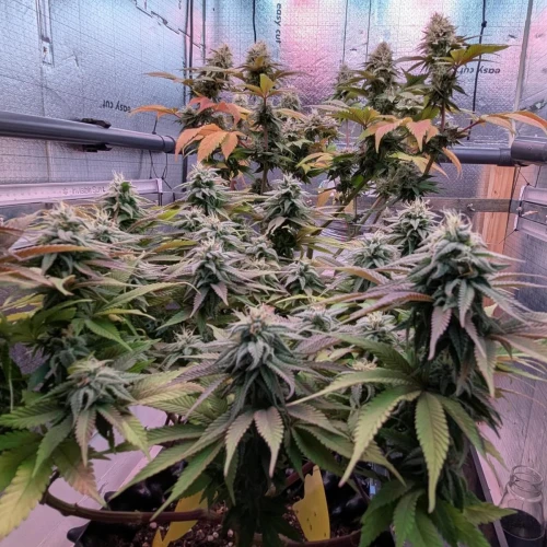 God's Gift Week 13