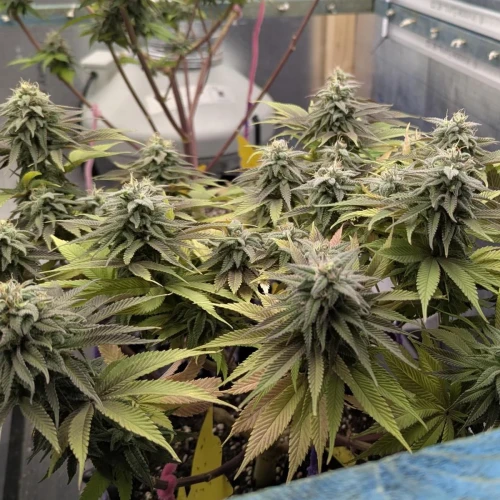 God's Gift Week 14